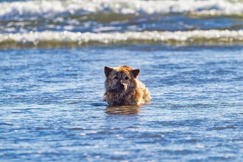 A fluffy dog stands in the ocean water with waves in the background at Kuta Beach, Bali.