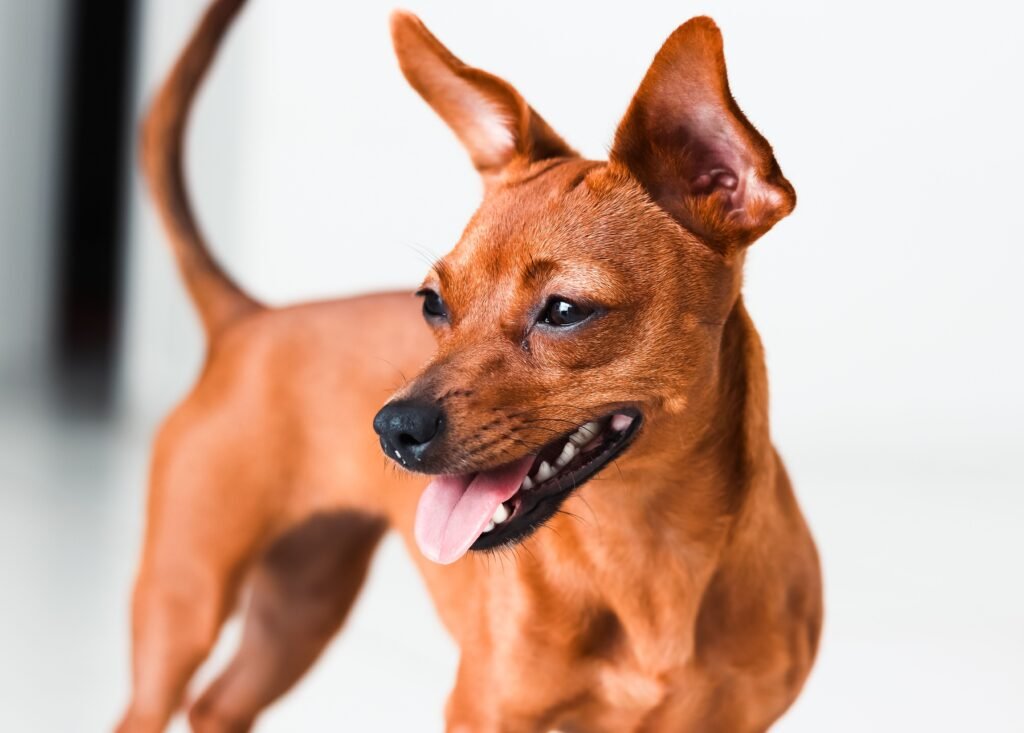Close-up of a happy brown dog with pointed ears and playful expression indoors.