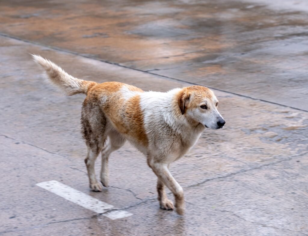 Stray dog walking on a rainy day in Bornova, İzmir, showcasing urban life and resilience.