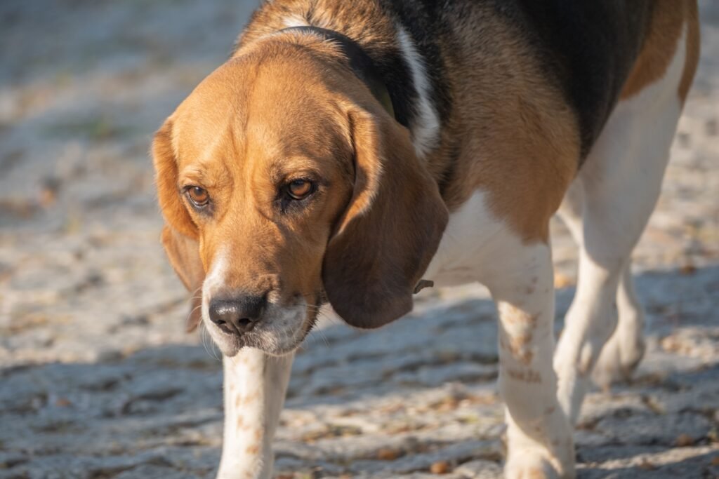 Close-up of a beagle walking on a sandy beach in Bornova, İzmir, Türkiye.