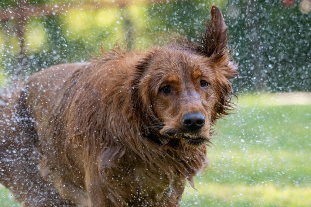 A playful golden retriever enjoying a splash in the outdoors, shaking off water.