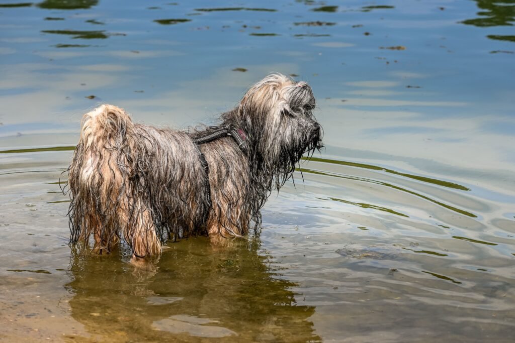 Wet Tibetan Terrier dog playing in the water at a Sittard lake during summer.