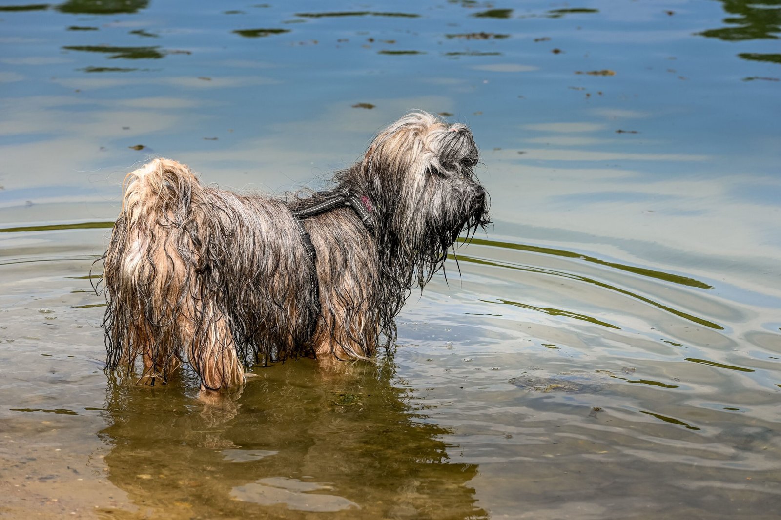 2 exercícios simples na água para fortalecer a musculatura do cachorro
