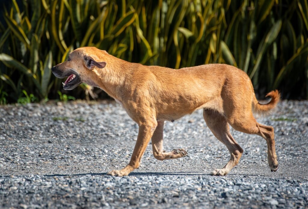 A joyful brown dog runs on a gravel path in Trinidad and Tobago, showcasing energy and freedom.