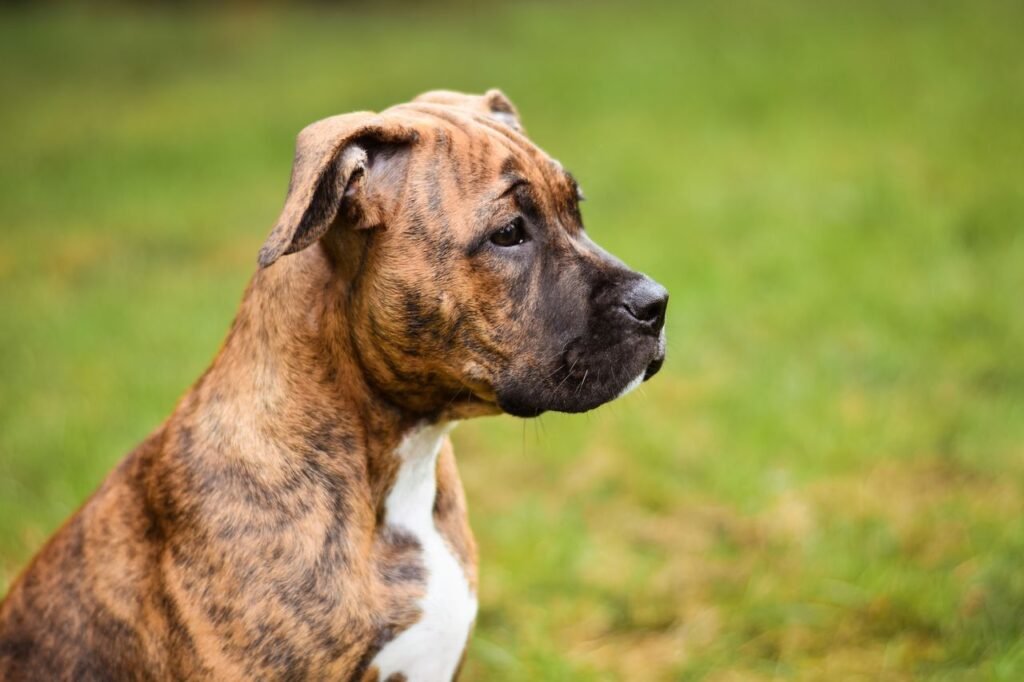 Cute brindle Boxer puppy sitting in a vibrant green meadow, looking alert and curious.