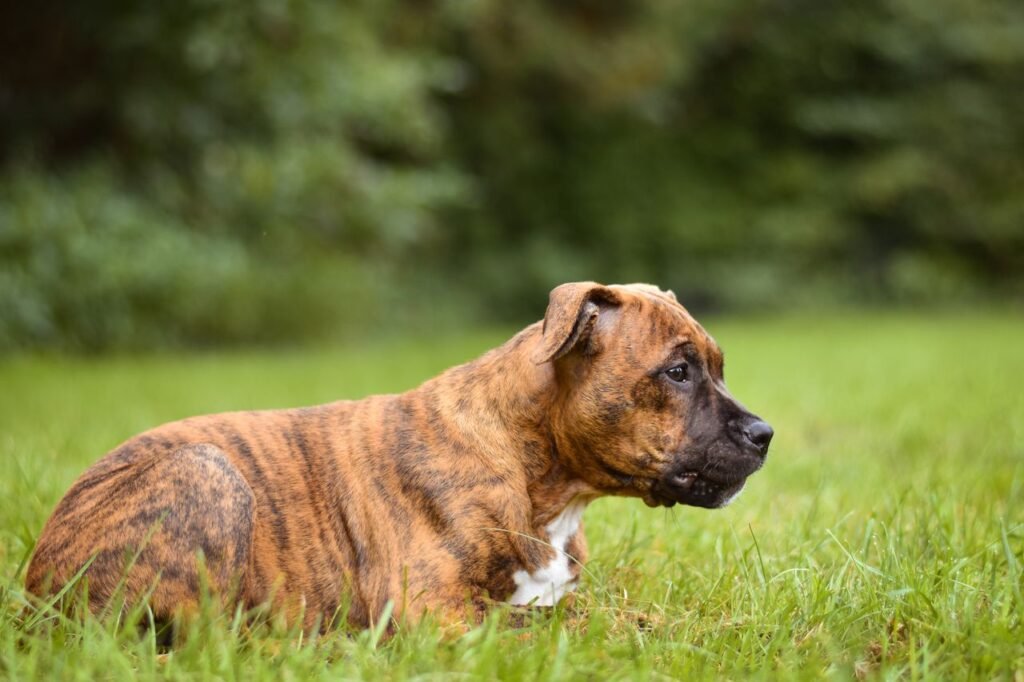 Brindle boxer dog lying peacefully on a vibrant green meadow, showcasing its striking coat.