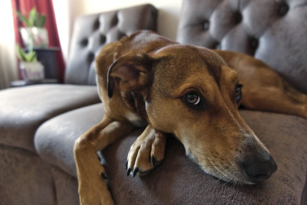 A calm dog lying on a comfortable sofa, showcasing tranquility and relaxation.