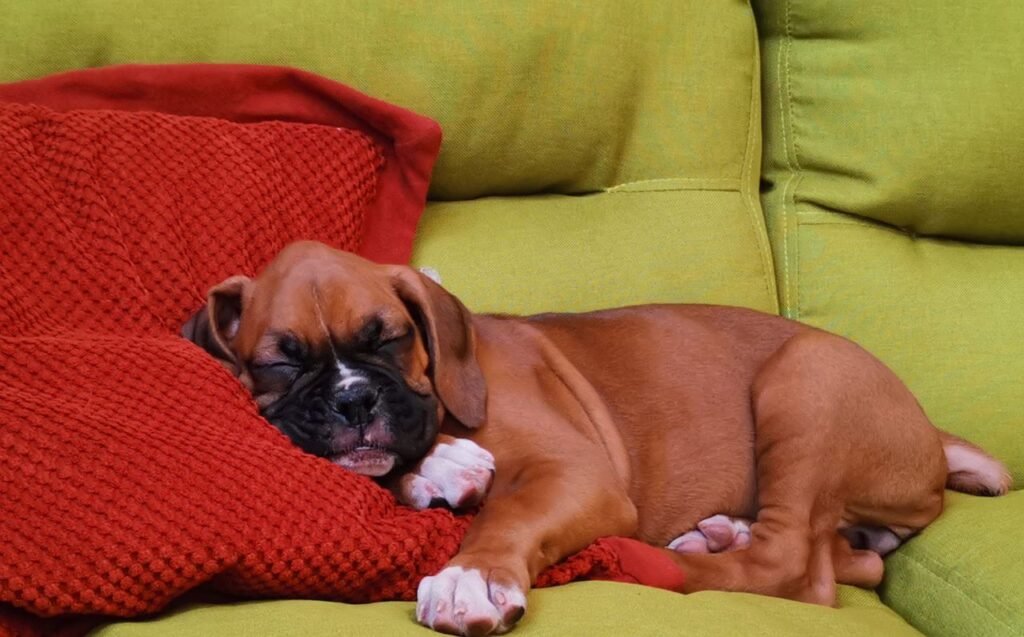Charming shot of a boxer puppy peacefully sleeping on a colorful couch, exuding warmth and tranquility.