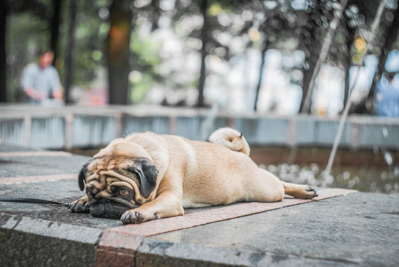 Umidade faz mal para cachorro? Entenda por que ela pode ser mais perigosa do que o calor em si