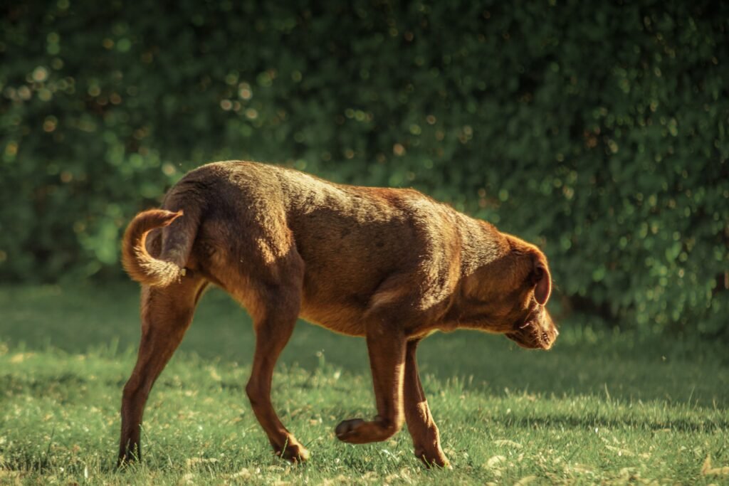Chocolate Labrador leisurely strolling in a sunlit park, capturing a peaceful moment in nature.