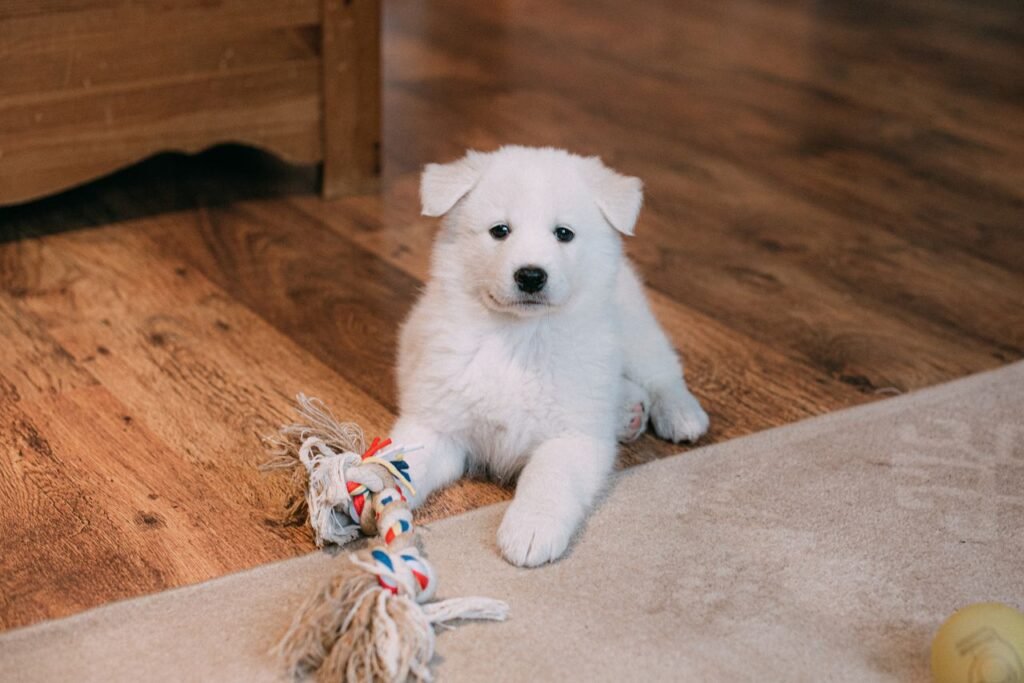 Cute Samoyed puppy lying on a wooden floor with a colorful rope toy.