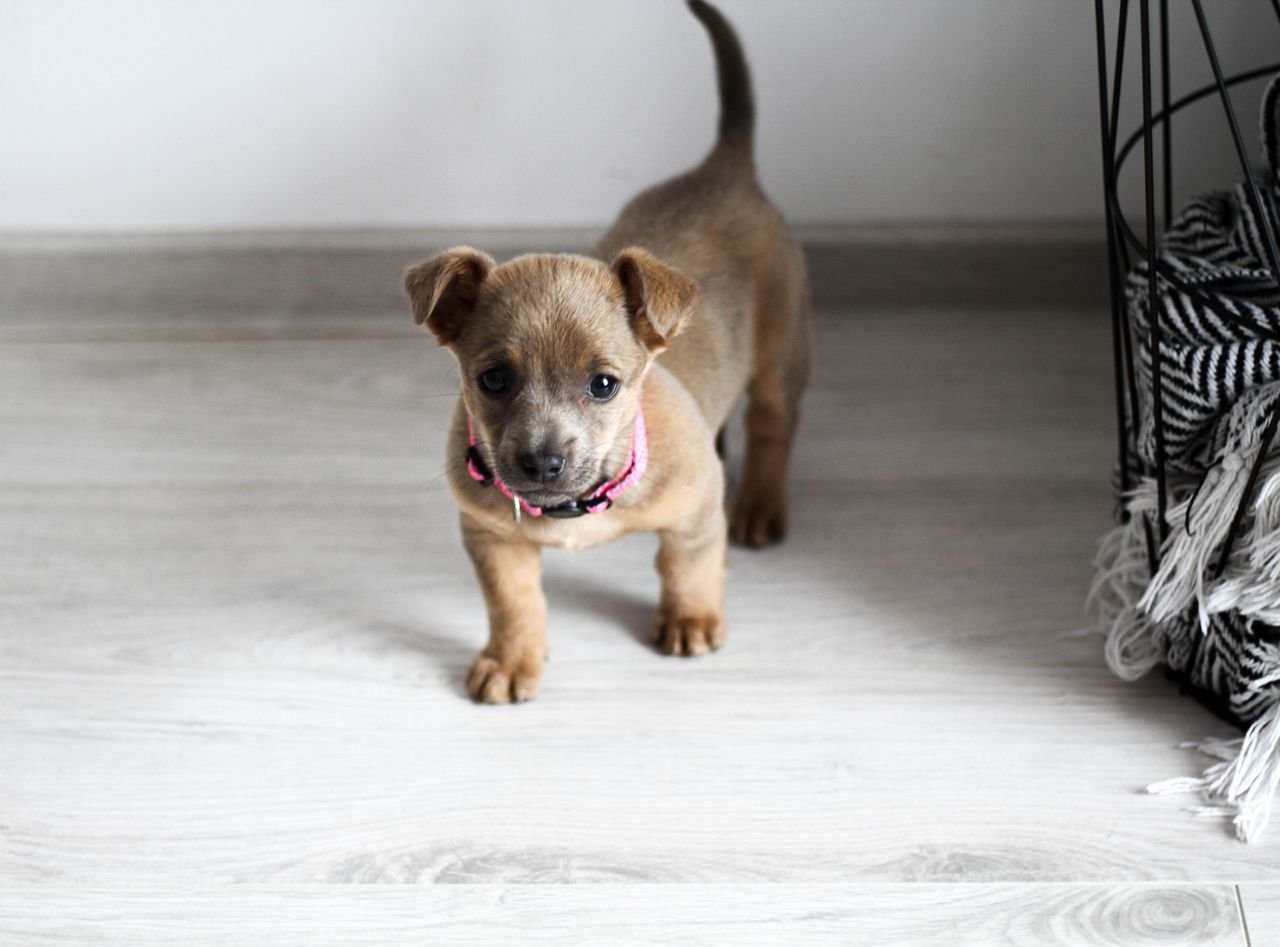 5 dicas essenciais para quem acabou de adotar um cachorro