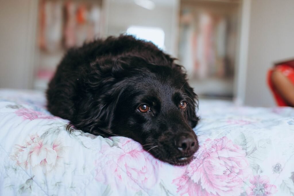 Adorable black dog resting on a floral bedsheet in a cozy bedroom setting.