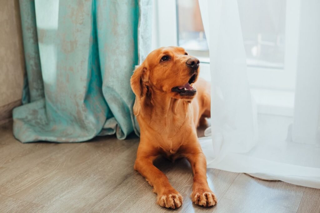 Calm cute brown Labrador Retriever resting on parquet near windows with curtains and looking away in light room at home