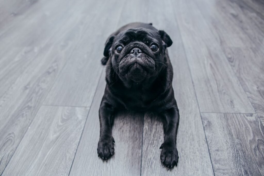Charming black pug resting on a stylish wooden floor, showcasing a cozy and friendly pet atmosphere.