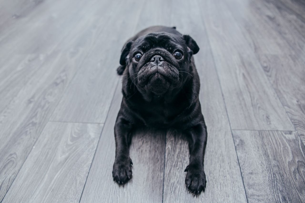 Meias e adesivos antiderrapantes para cachorro: quando vale a pena usar?