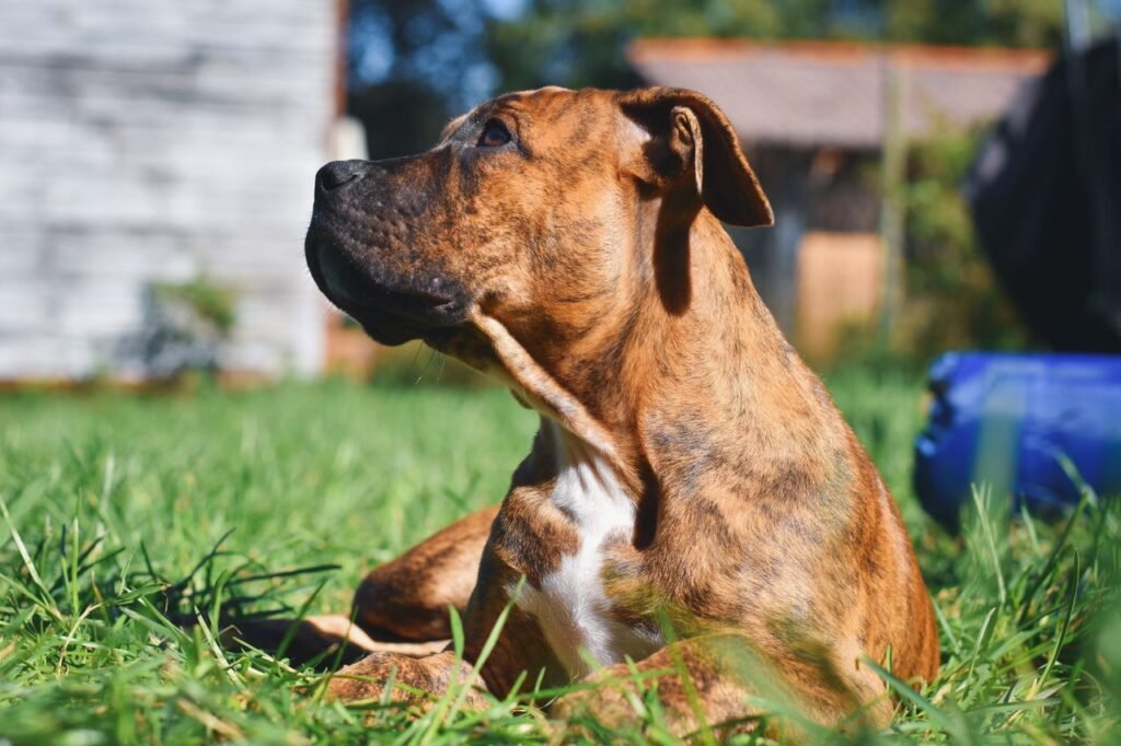 Close-up of a brindle boxer dog sitting in a sunny garden, enjoying the day.