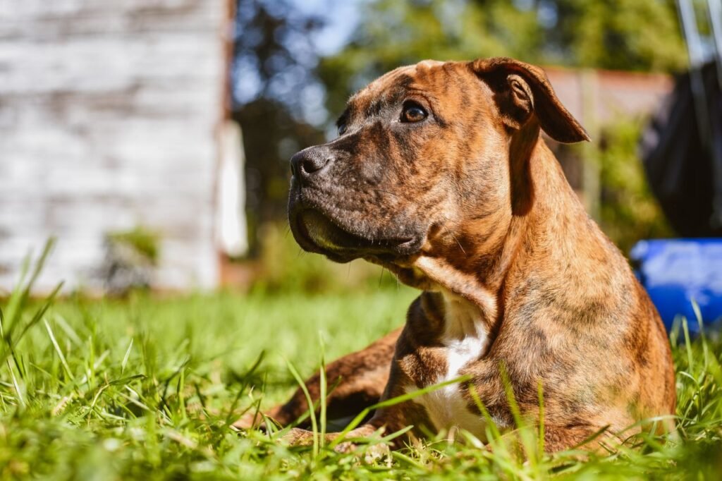 Close-up of a brindle American Pitbull Terrier relaxing on grass during a sunny day.
