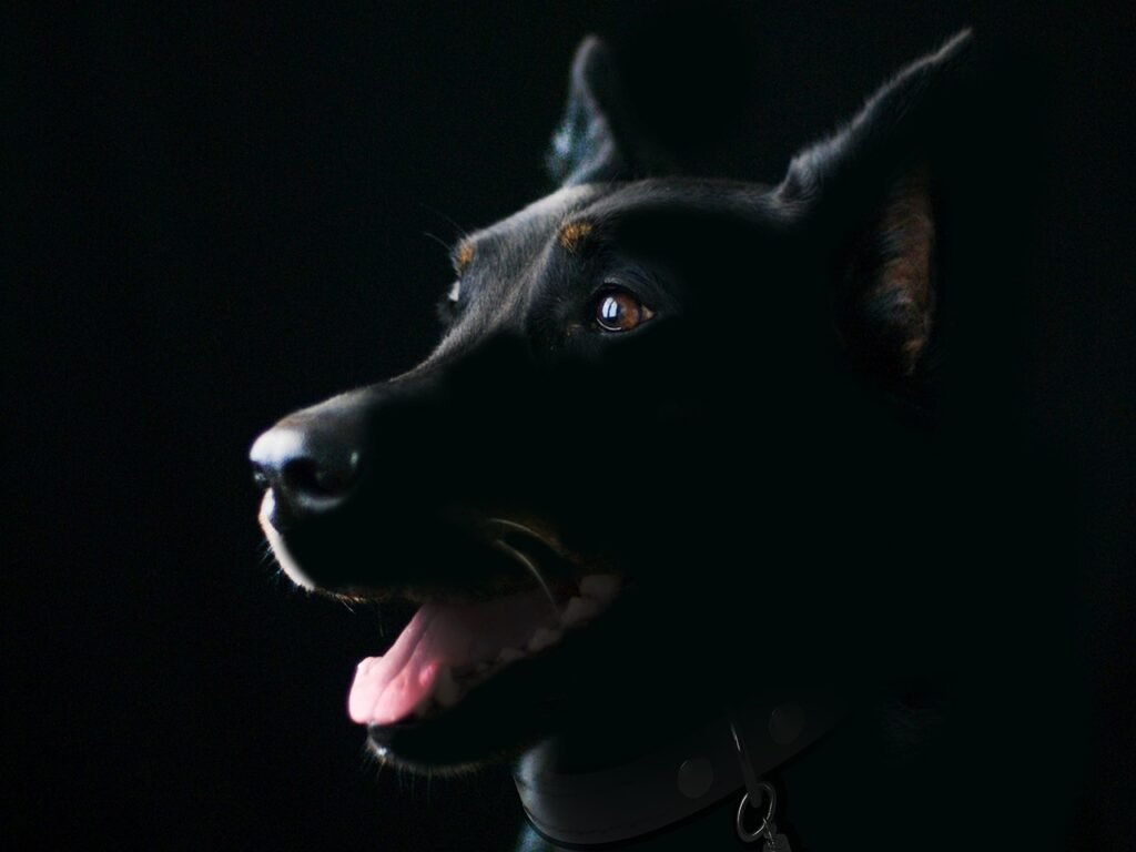 dog, pet, animal, black dog, mammal, canine, nature, adorable dog, cute dog, animal portrait