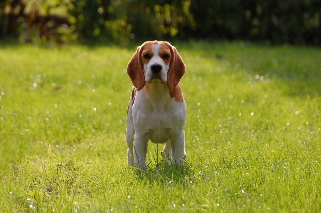 dog, puppy, beagle, pet, doggie, animal, nature, race, bigel, animals
