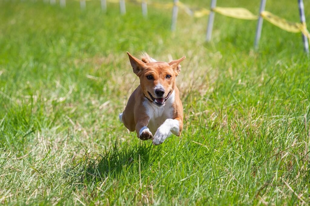 basenji, dog, running, field, outdoors, active, nature, animal, agility, athletic, canine, competition, fun, pet, game