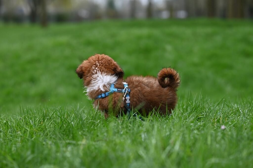havanese bichon puppy ario, young dog, ario blue puppy, nature, animal