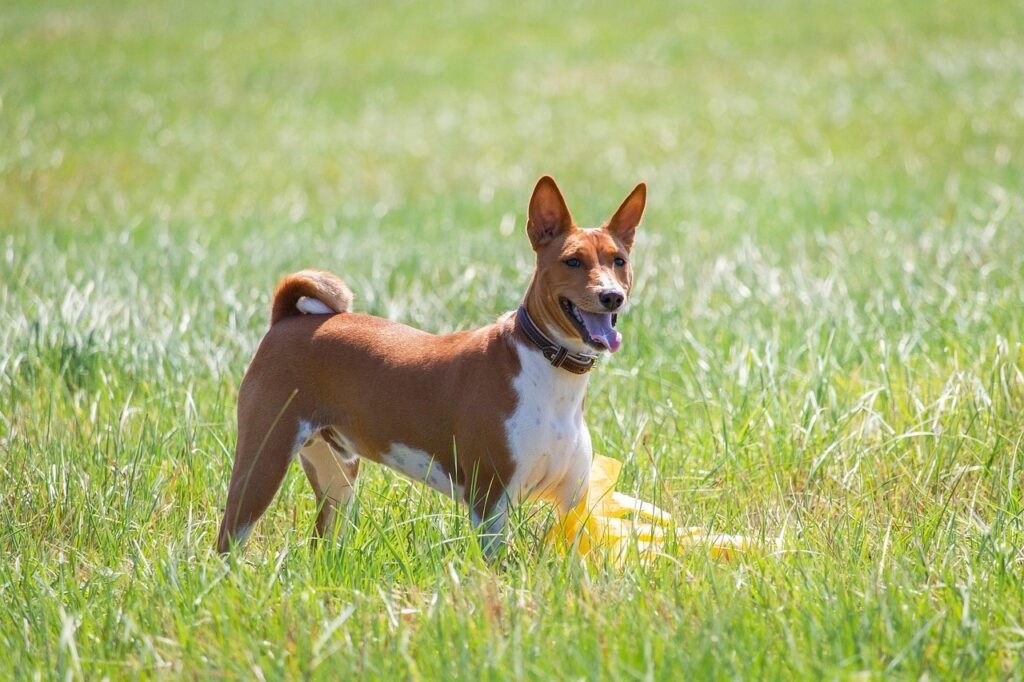 basenji, pet, dog, nature, running, field, outdoors, active, animal, agility, athletic, canine, competition, fun, game