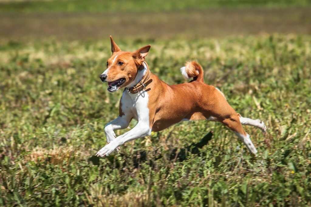 basenji, pet, dog, running, nature, field, outdoors, active, animal, agility, athletic, canine, competition, fun, game