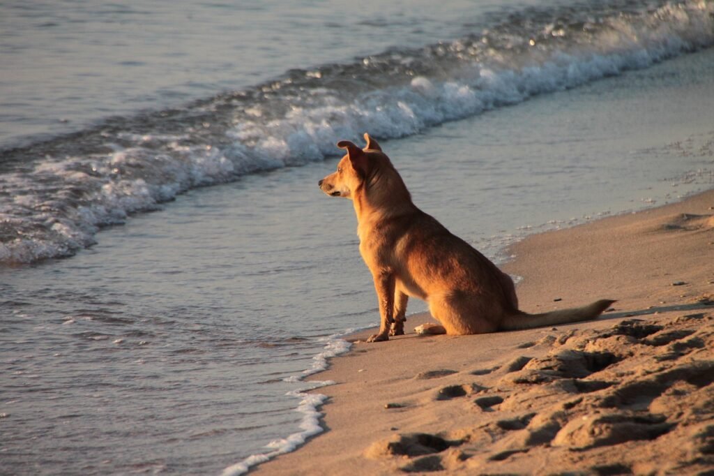 dog, beach, sand, water, ocean, sea, waves, puppy, canine, leisure, pet, companion, friend, looking, coast, shoreline, doggy, animal, mammal, shore, gray beach, gray dog, gray sea, gray ocean, gray puppy, gray wave, gray pets, gray sand, nature, gray waves