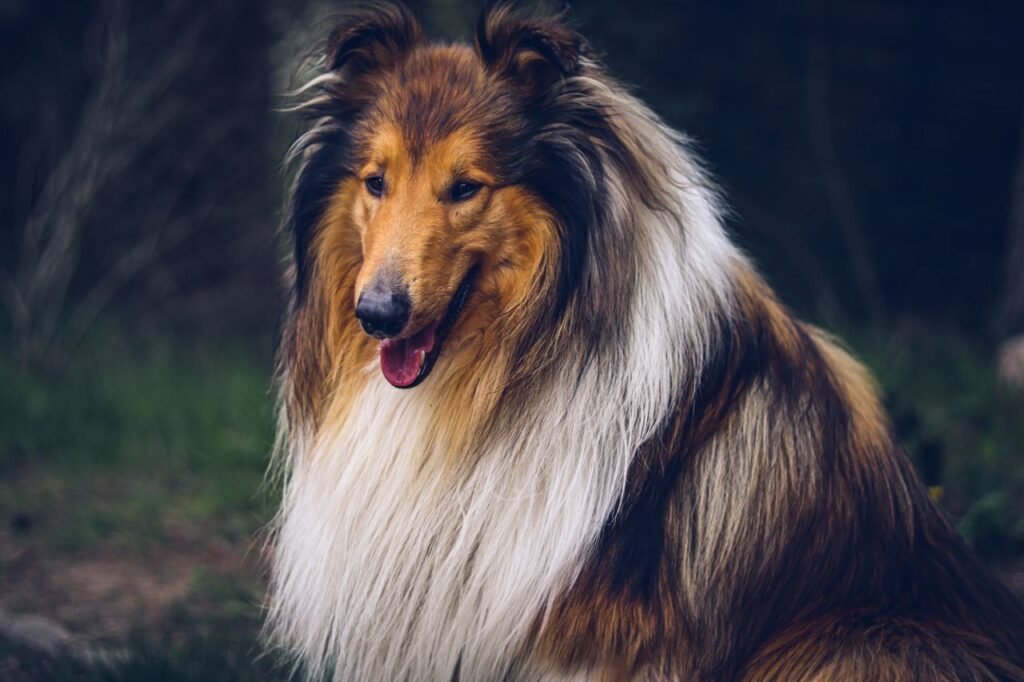 Elegant rough collie dog portrait in an outdoor forest environment.