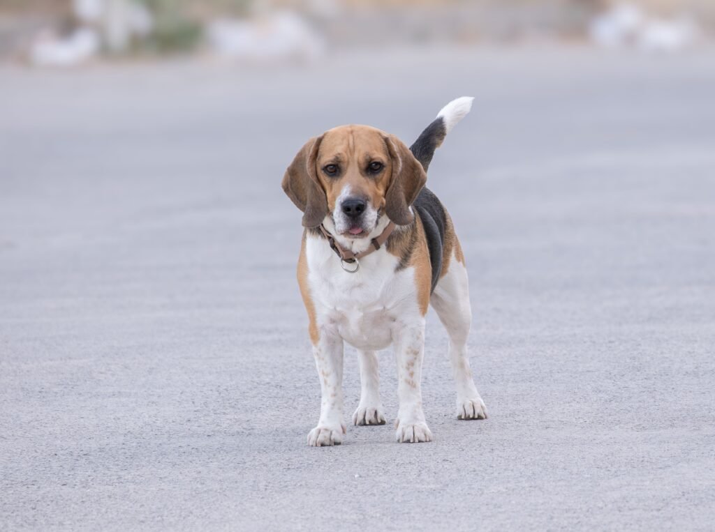 Charming Beagle dog standing on a road in Bornova, İzmir, Türkiye.
