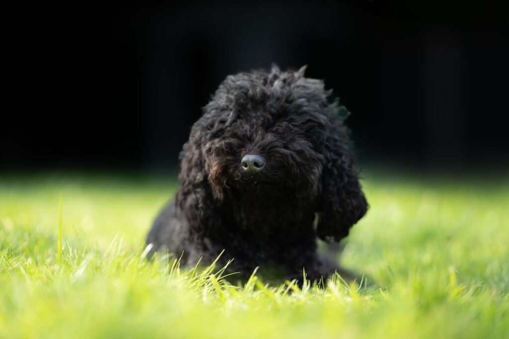 Adorable black poodle resting on grass, enjoying a sunny outdoor day.