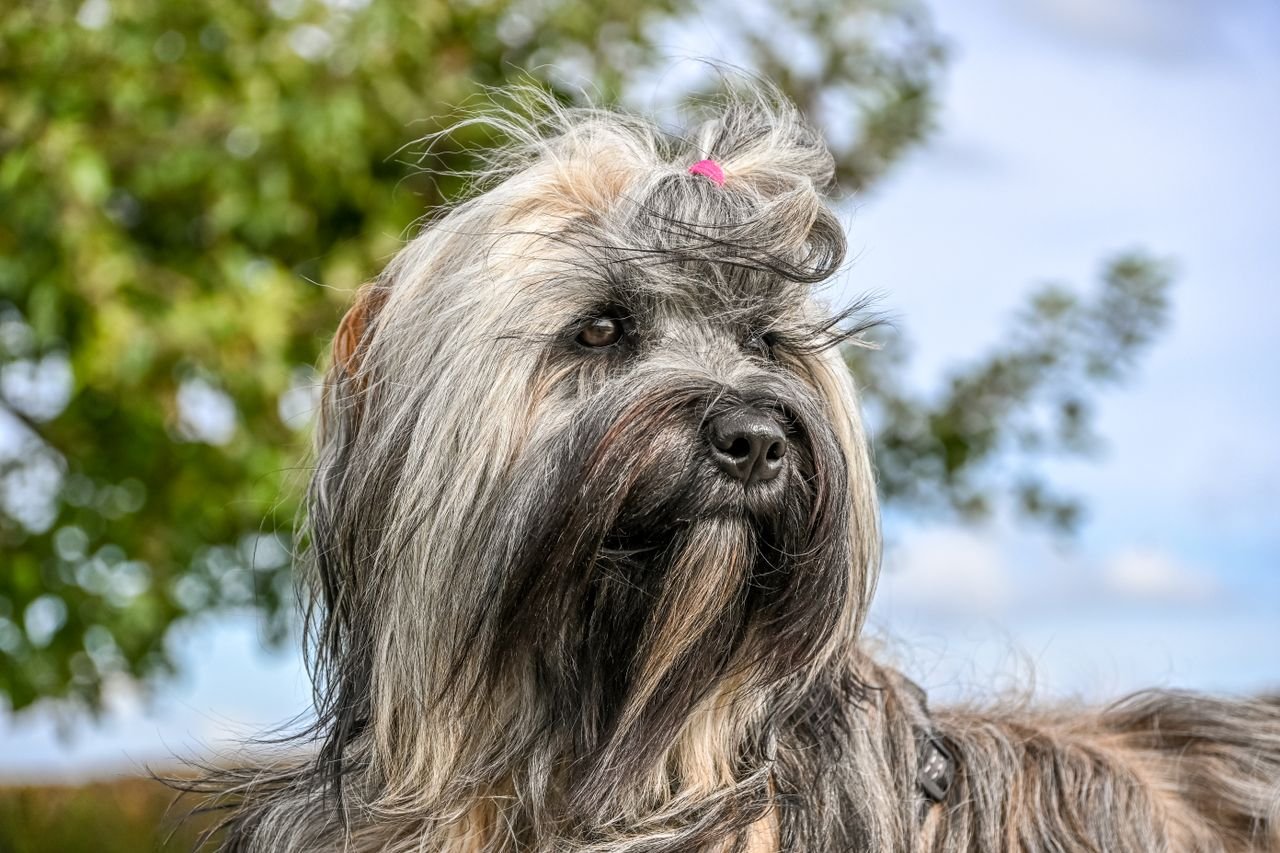 Como desembaraçar o pelo do cachorro com amido de milho