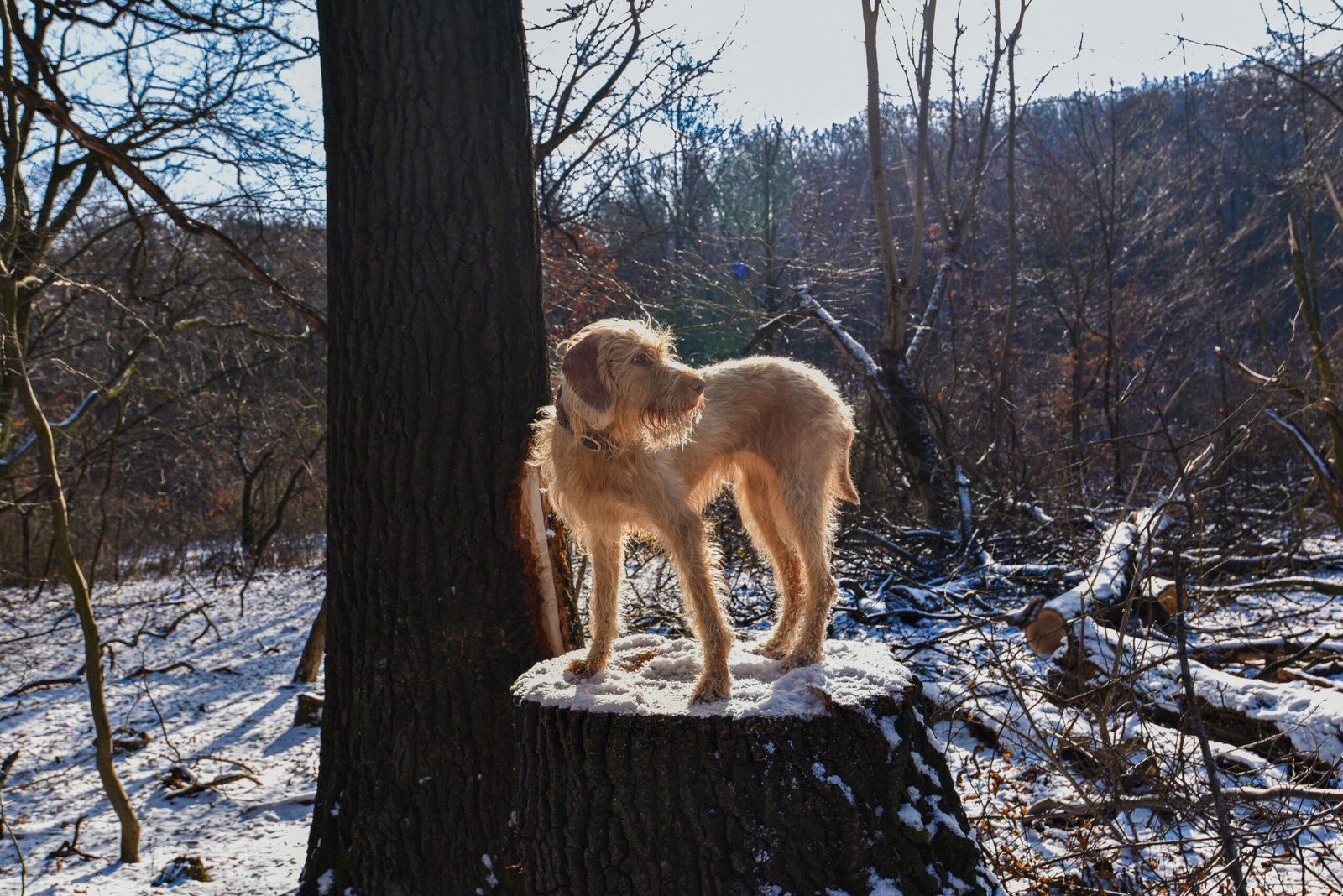 Como melhorar a consciência corporal do cachorro com exercícios simples