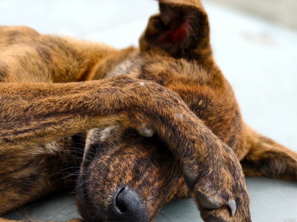 Relaxed dog covering face with paws captures serene moment. Ideal for tranquility and comfort themes.