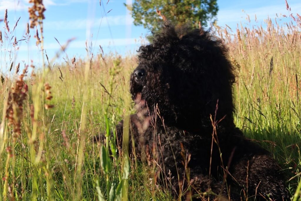 A French Water Dog enjoying a sunny day in a Latvian meadow. Perfect for nature lovers.
