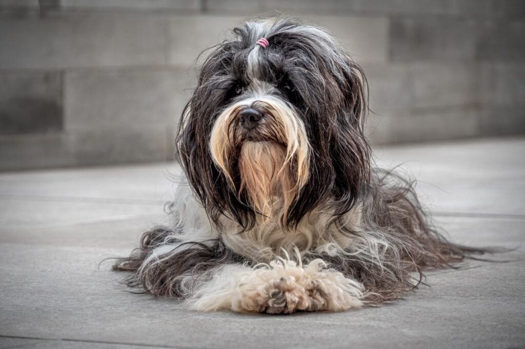 A fluffy Tibetan Terrier dog with long fur lays indoors in a relaxed pose. Perfect for pet-themed content.