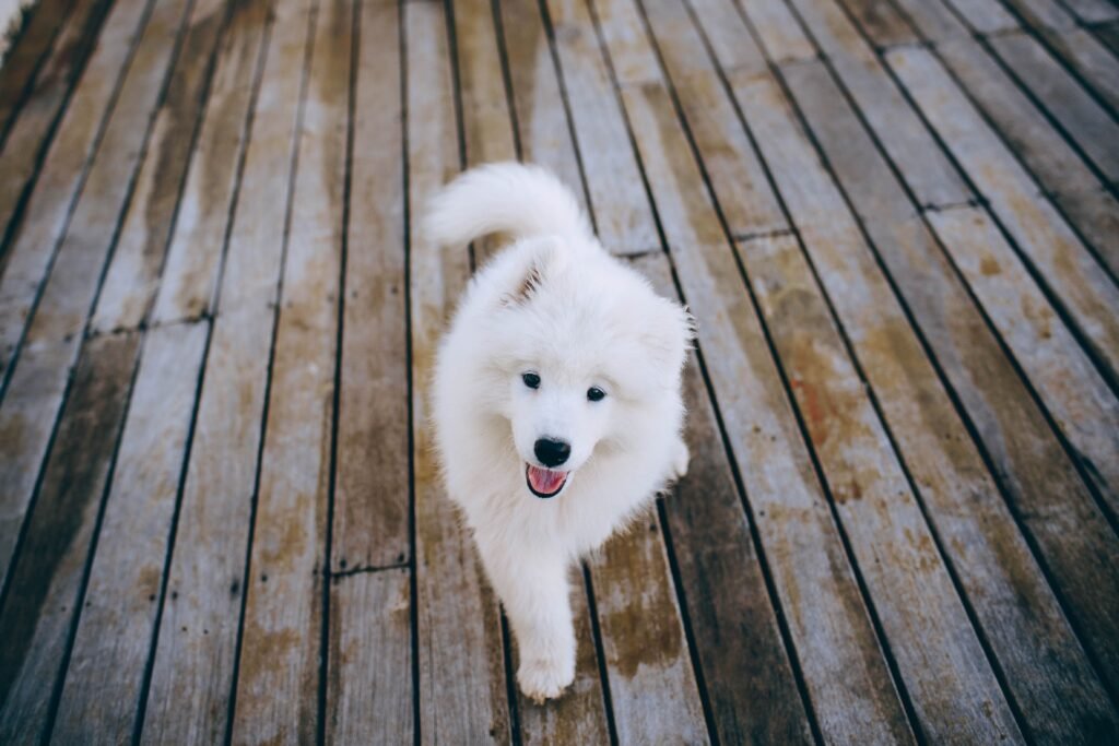 High angle of white fluffy Samoyed dog walking along wooden quay and looking forward