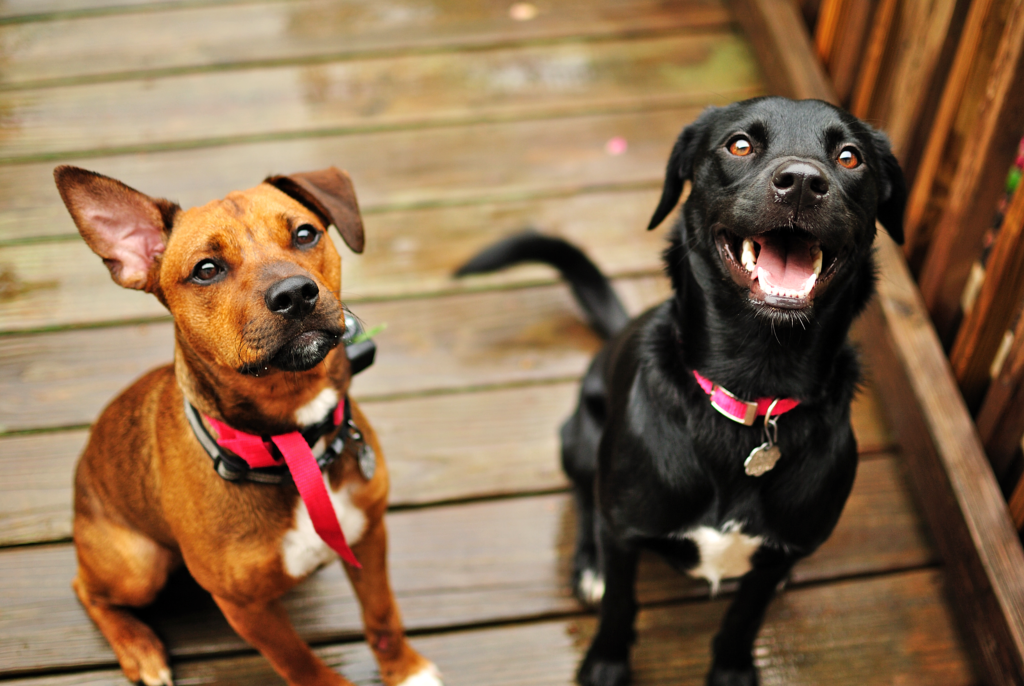 Two adorable dogs looking up happily while sitting on a wooden deck.