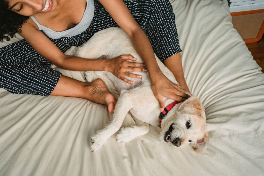 From above of crop cheerful African American woman in casual clothes stroking adorable small dog while resting on bed at home