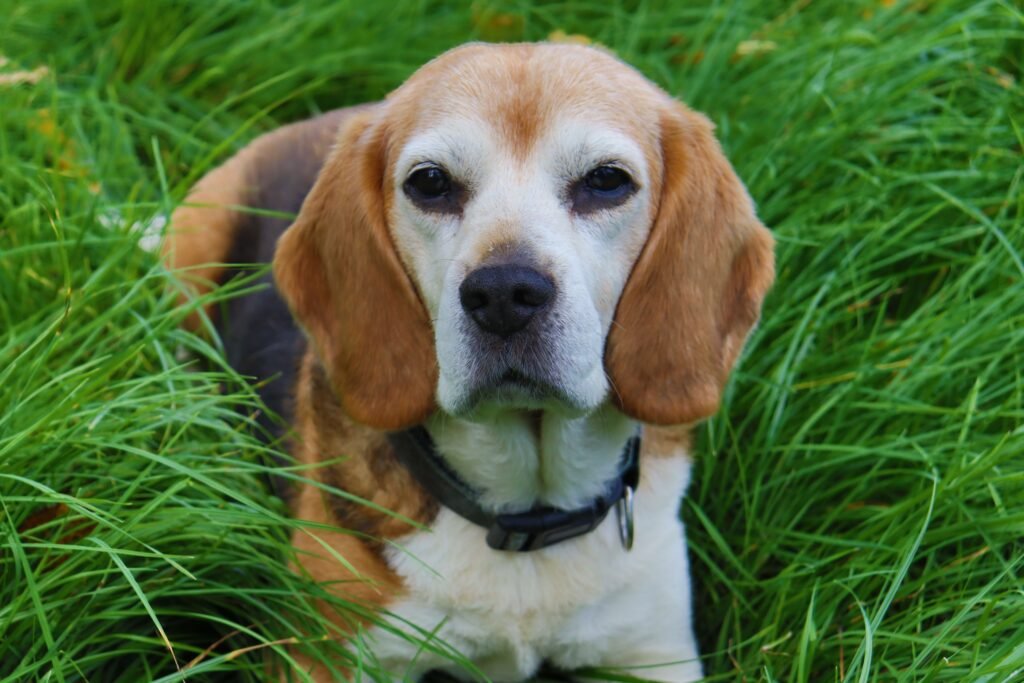A cute beagle dog wearing a collar lies comfortably in thick green grass outdoors.