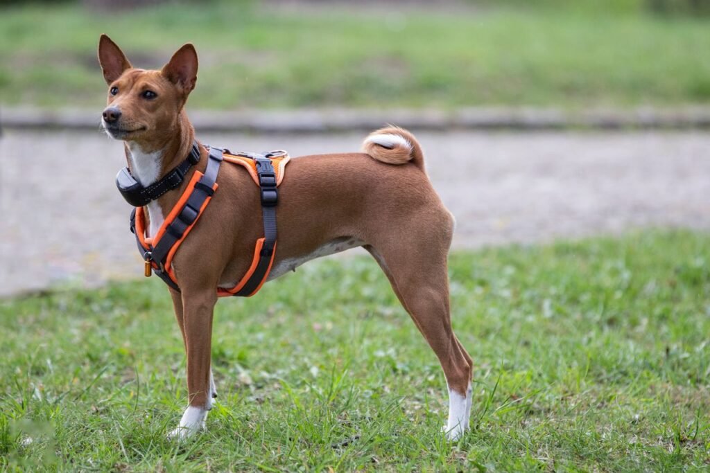 Basenji dog in an orange harness stands alertly on grass, showcasing its elegant posture in an outdoor setting.
