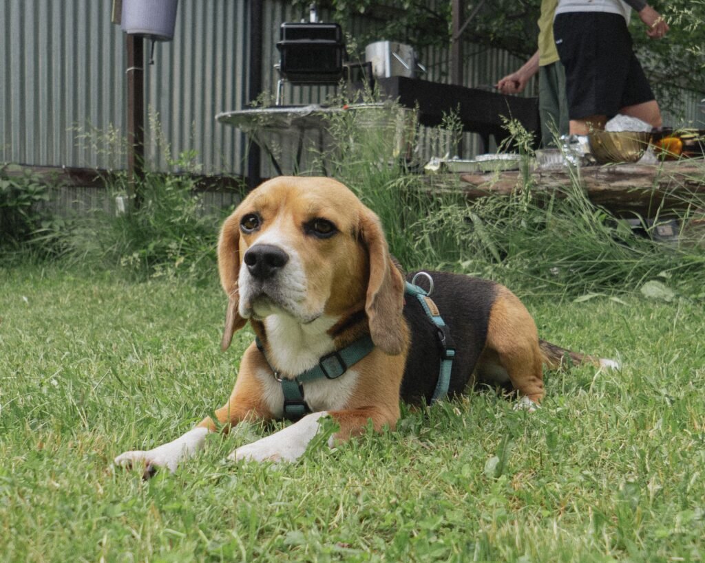 Beagle dog with harness lounging on green grass, perfect for pet lifestyle themes.