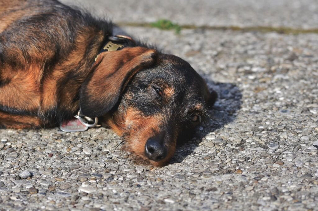 A wire-haired dachshund lies peacefully on a sunlit pavement, basking in warmth.