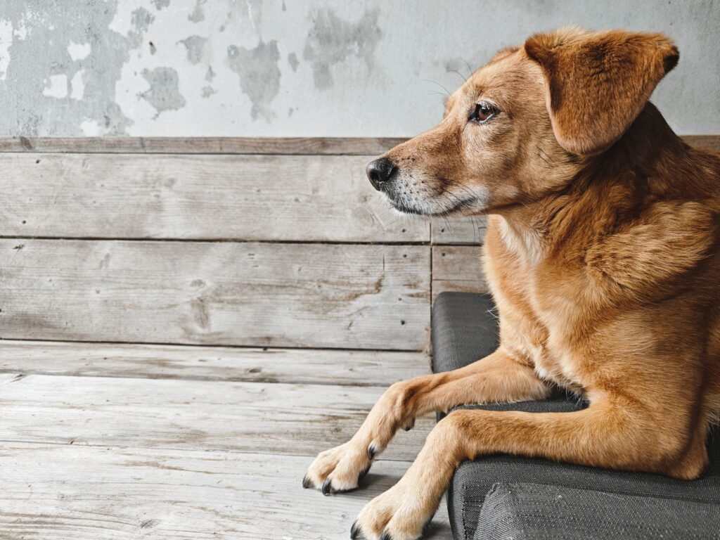 A calm and relaxed dog sitting indoors on a rustic wooden bench, looking thoughtfully to the side.