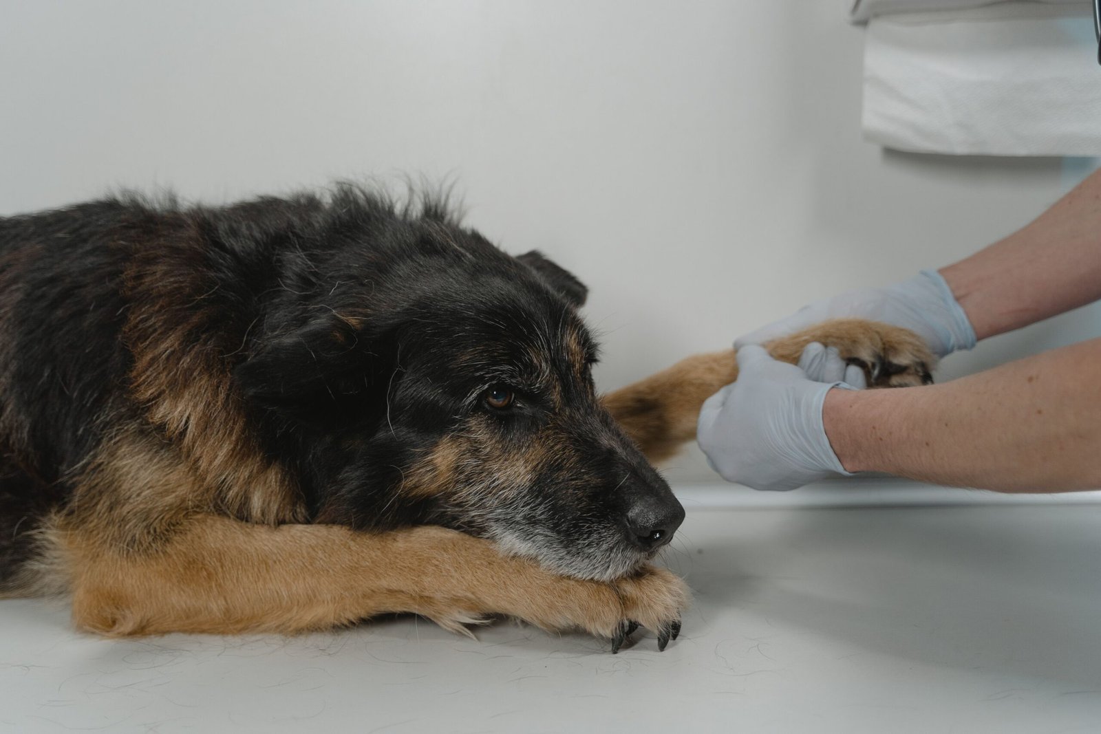 Artrose em cães: sintomas, causas, tratamento e cuidados no dia a dia